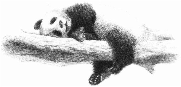 大熊貓的素描畫(huà)法步驟 六