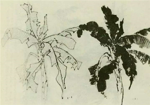 芭蕉的國畫畫法