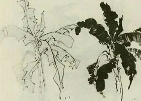 芭蕉的國畫畫法