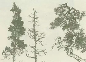 柏樹的畫法