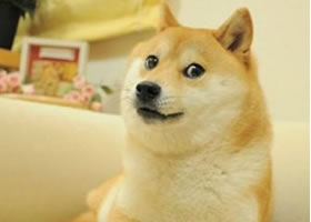 Doge簡(jiǎn)筆畫