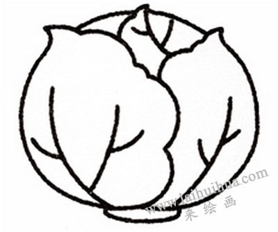 卷心菜簡筆畫畫法步驟五