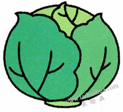 卷心菜簡筆畫畫法步驟六