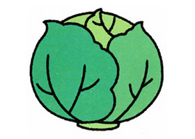 卷心菜簡(jiǎn)筆畫