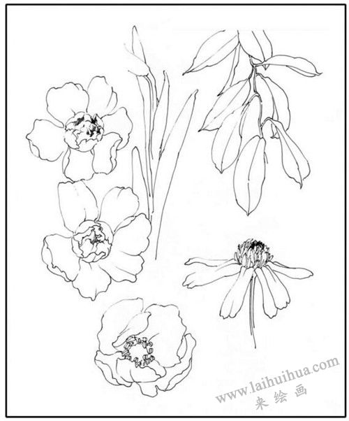花卉素描基本形態(tài)的訓(xùn)練
