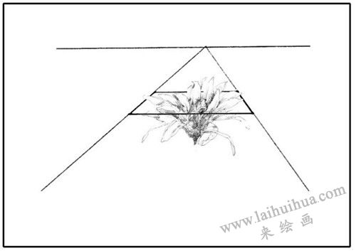 花卉素描透視的種類