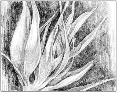 花卉素描的表現(xiàn)工具