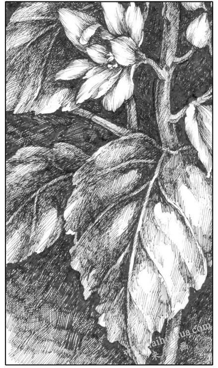 花卉素描寫(xiě)生明暗色調(diào)的運(yùn)用