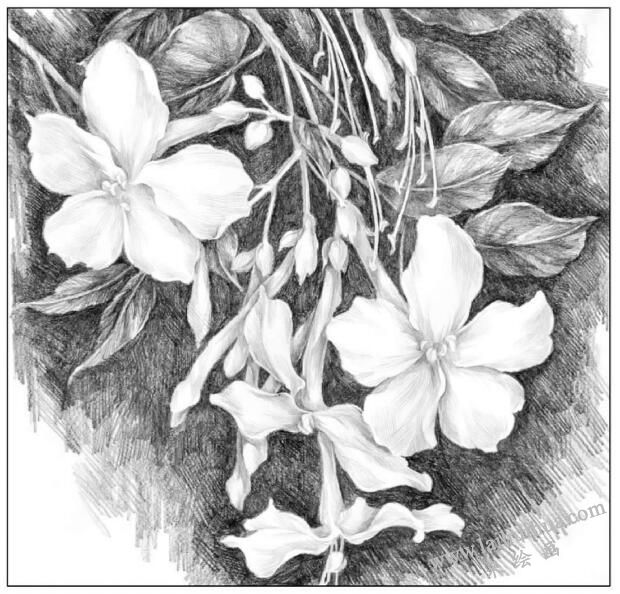 花卉素描素材的選擇