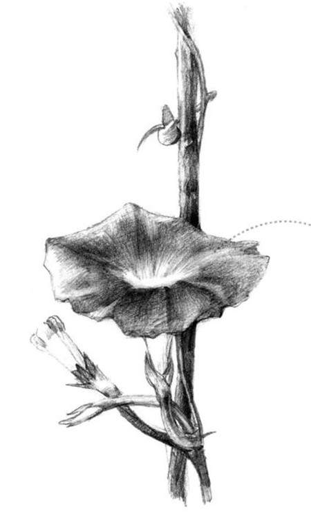 牽牛花素描畫法