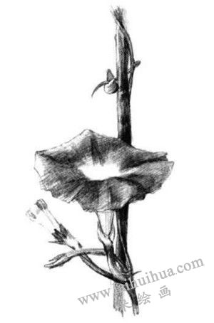 牽牛花素描畫法步驟四