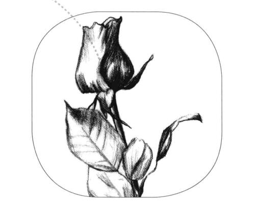 玫瑰花素描畫法步驟
