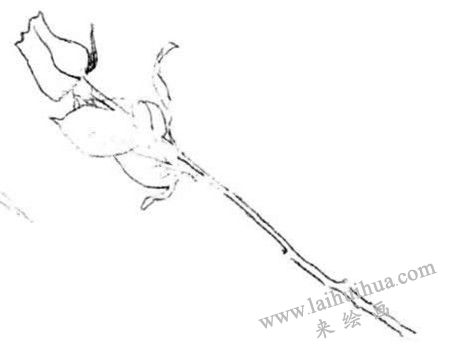 描繪出外輪廓，玫瑰花素描畫法步驟二