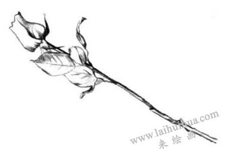 玫瑰花的明暗交界線，玫瑰花素描畫法步驟三