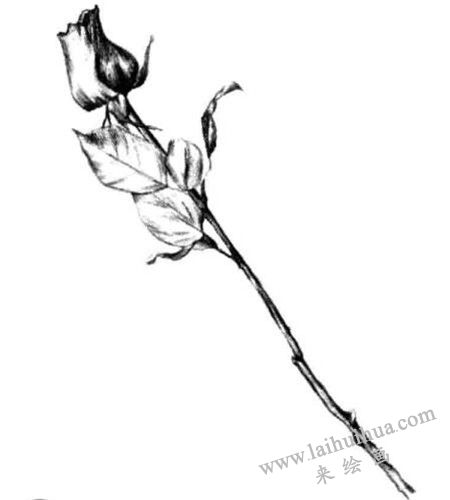 細化玫瑰花的暗面，玫瑰花素描畫法步驟四