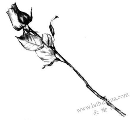 調(diào)整畫面玫瑰花素描畫法步驟五