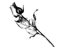玫瑰花素描畫法步驟