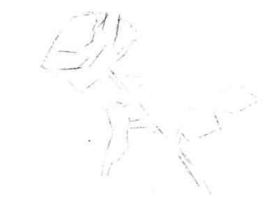 月季花的素描畫法步驟一