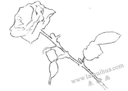 外輪廓和內(nèi)輪廓，月季花的素描畫法步驟二