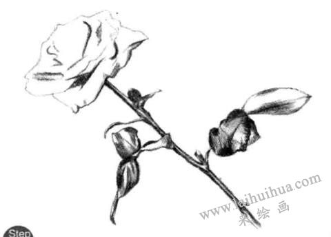 花柄，月季花的素描畫法步驟第三步