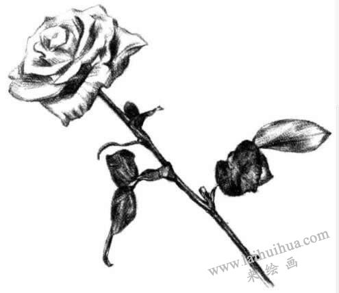 月季花的素描畫法步驟四