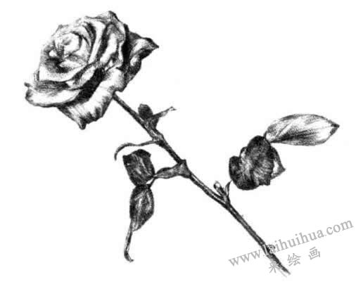 月季花的素描畫法步驟五