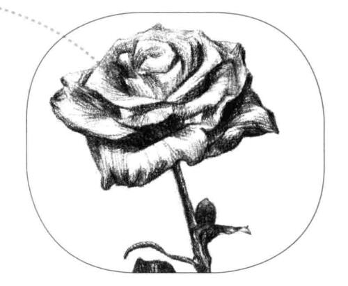 月季花的素描畫法