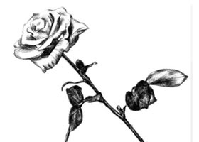 月季花的素描畫法