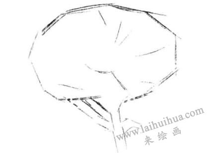 金盞菊素描畫法步驟一