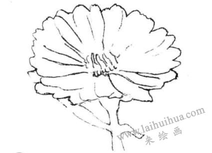 金盞菊素描畫法步驟二