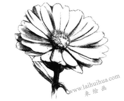 金盞菊素描畫法步驟三