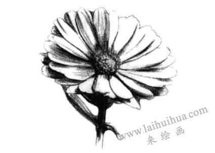 金盞菊素描畫法步驟四