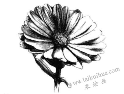 金盞菊素描畫法步驟五