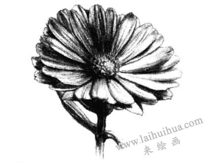 金盞菊素描畫法步驟六