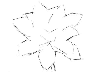 荷花素描畫法步驟一