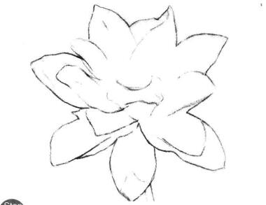 荷花素描畫法步驟二