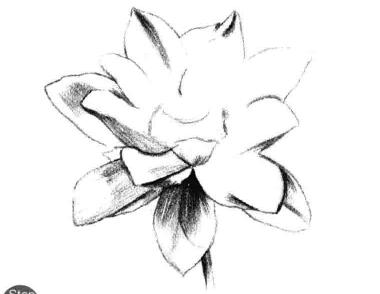 荷花素描畫法步驟三