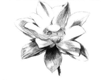 荷花素描畫法步驟四