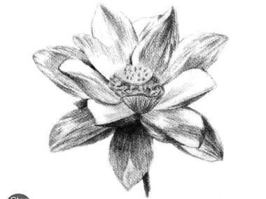 荷花素描畫法步驟六