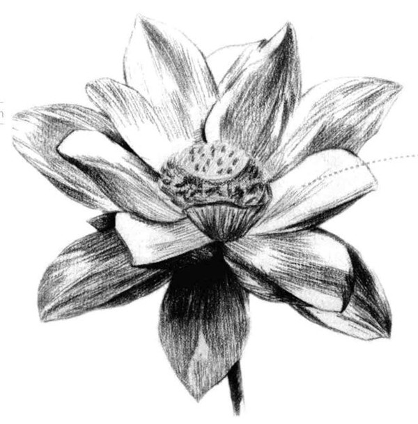 荷花素描畫法（一）