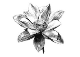 荷花素描畫法（一）