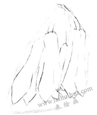 蘭花素描畫法步驟二