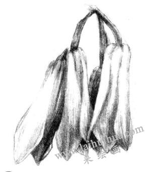 蘭花素描畫法步驟四