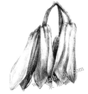 蘭花素描畫法步驟五