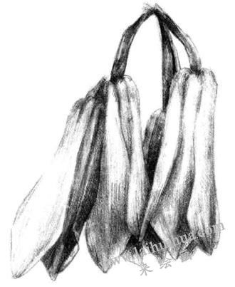 蘭花素描畫法步驟六