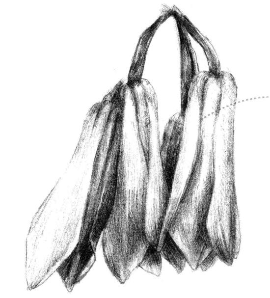 蘭花素描畫法