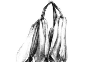 蘭花素描畫法