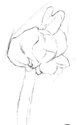 寶鐸草素描畫法步驟二
