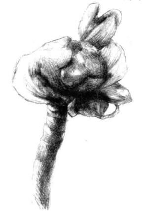 寶鐸草素描畫法步驟五