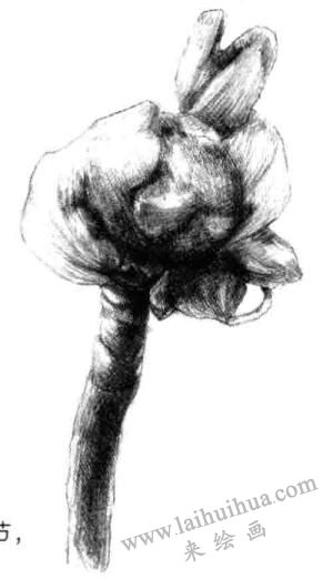 寶鐸草素描畫法步驟六